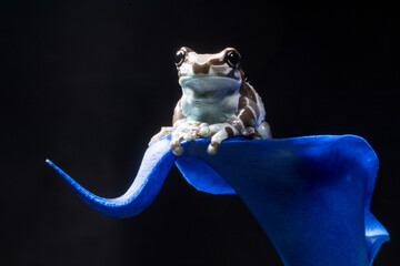 The Mission golden-eyed tree frog or Amazon milk frog (Trachycephalus resinifictrix) is a large species of arboreal frog native to the Amazon Rainforest in South America