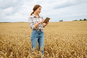 Woman agronomist in a field with a tablet checks the growth of the crop. Smart farm. Harvesting....