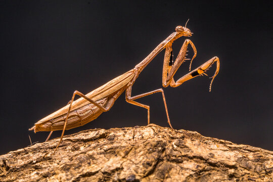 The European mantis (Mantis religiosa) is a large hemimetabolic insect in the family of the Mantidae