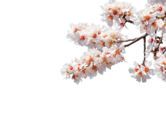 almond flowers blue  sky spring  season buds bees