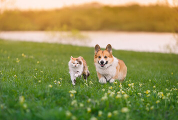 furry friends a red cat and a cheerful corgi dog are running side by side along a green meadow on a sunny spring day - 776225680