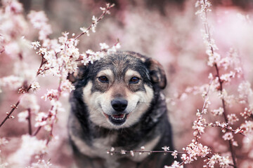 cute portrait of a dog in the blooming buds of pink sakura in the spring sunny garden
