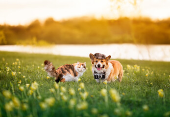 furry friends red cat and cheerful corgi dog reporter in a cap and with a retro camera on a green meadow on a sunny spring day - 776226026