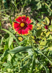 Red flower in the garden of the Ismail Samani Masouleum in Bukhara. - 776227257
