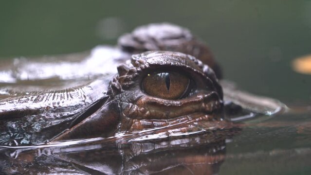 gharial (Gavialis gangeticus), also known as gavial or fish-eating crocodile, eyes in The water 4k