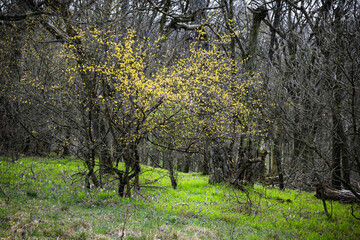 Springtime in the forest, Zobor, Slovakia, seasonal natural scene - 776227810