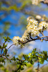 Branche de prunier en fleurs au début du printemps au bord d’un chemin près de Rieux-Volvestre