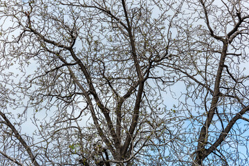 Ramas de un árbol sin hojas en el campo al final de invierno con el cielo y las nubes de fondo	
