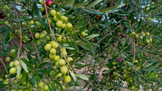 Olive tree with sunlight beams, Alicante, Spain - stock video