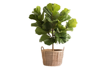 Lush Botanical Elegance: Potted Plant in Wicker Basket.