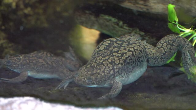 African clawed frog (Xenopus laevis), swimming in the water