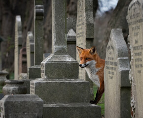 Graveyard Scavenger 