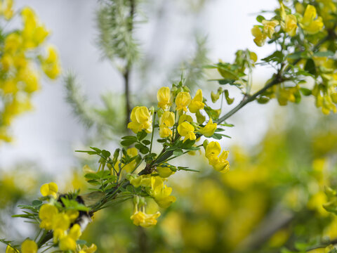 (Caragana arborescens)  Siberian peashrub, a small shrub with yellow spring bloom on thin stems baring alternate green leaf composed of oval leaflets and forming pods in July
