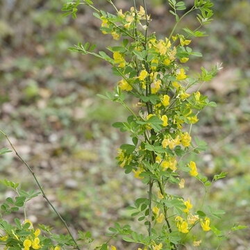 Caragana arborescens &ndash; Siberian peashrub or Siberian pea-tree as ornamental shrub with beautiful yellow inflorescence between light to dark green petiolate foliage in early-spring