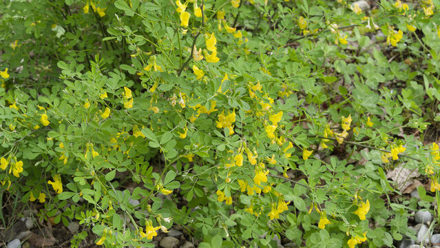 (Caragana arborescens) Siberian peashrub. Erect shrub with poorly branched stems bearing decorative light green small leaves with stalks and yellow papilionaceous grouped flowers in spring