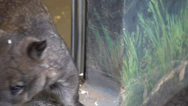 southern hairy-nosed wombat (Lasiorhinus latifrons) is one of three extant species of wombats. slow motion 120fps