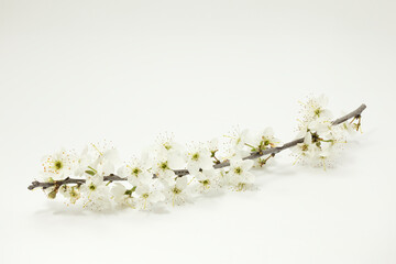 Blühende Schlehe (Prunus spinosa) oder Schwarzdorn - 776235420