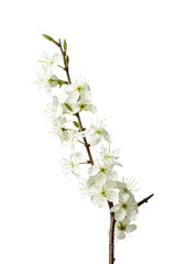 Blühende Schlehe (Prunus spinosa) oder Schwarzdorn - 776235436