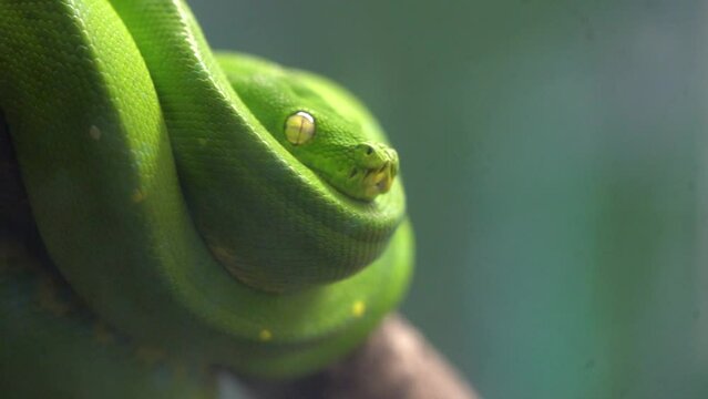 emerald tree boa (Corallus caninus) is a boa species found in the rainforests of South America. slow motion 120fps