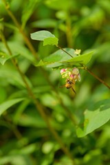 The wasp sits on a pink blossom.