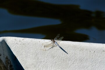 The dragonfly sits above the water surface.