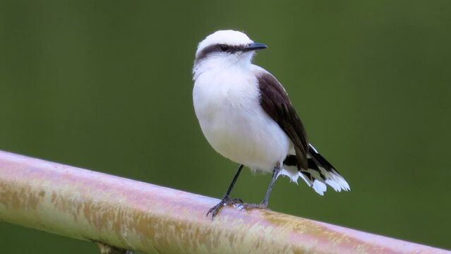 A masked water tyrant (Fluvicola nengeta) 