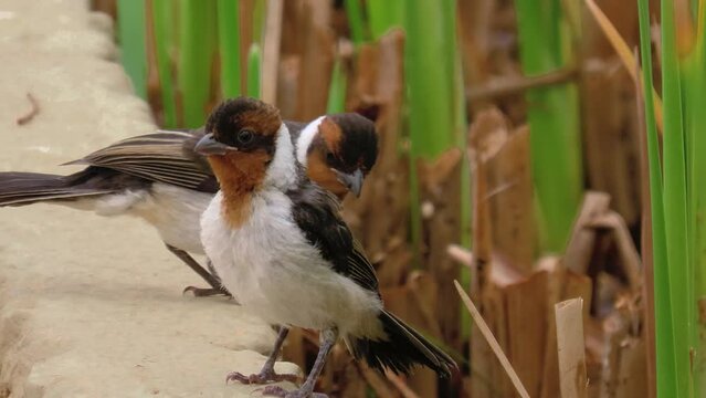 Two immature red-cowled cardinal (Paroaria dominicana) venture onto the sidewalk. Funny birds.