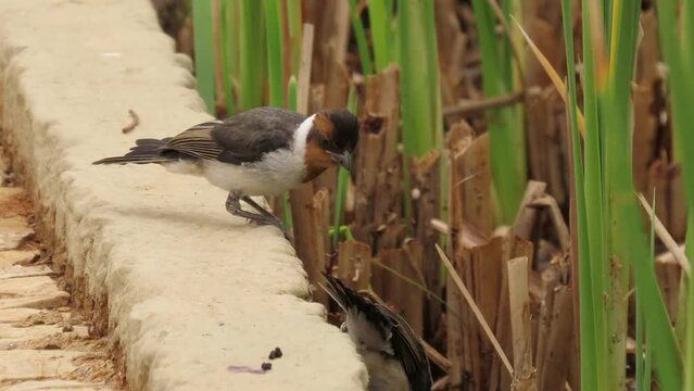 Two immature red-cowled cardinal (Paroaria dominicana) venture onto the sidewalk. Funny birds.