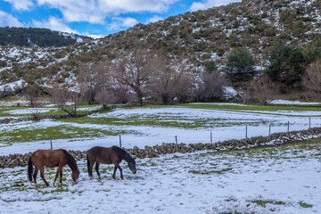Horses grazing in the snowy landscape of Sierra de Gredos