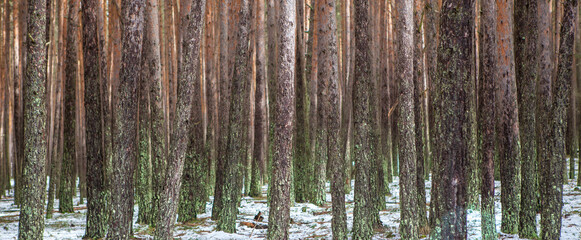 Interior of a snowy pine forest in the Sierra de Gredos