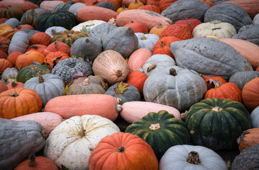 Heirloom pumpkins and squashes - 776241002