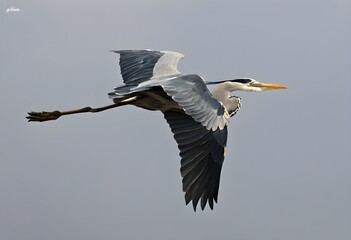 Obraz premium A close up of a Grey Heron