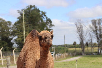 Camelus 