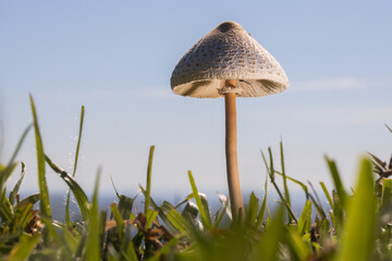 Single Mushroom on the Grass