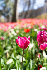 Close up stock photo of a tulip with a flowerbed background during the blossom in a spring morning.