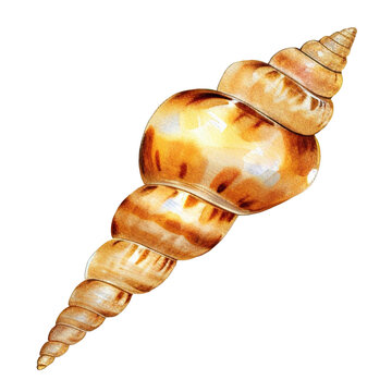 recommend clip art: Watercolor hand painted scallop seashell beige isolated on white. Marine beach element clipart for summer wedding invitation and party card making, wrapping paper, wallpaper, postcards design