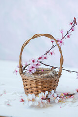wicker basket with a bird's nest and a blossoming sakura branch on a light background. spring background.