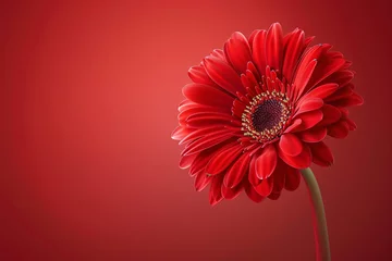 Foto op Canvas A single red gerbera flower in full bloom © masud
