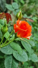 red rose in the garden