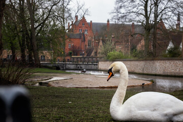 Cisne en Brujas, Bélgica