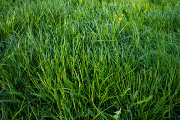 Green grass meadow farming pasture background