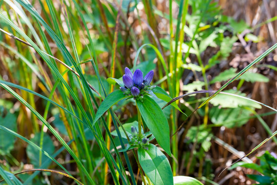 Gentiana andrewsii, the bottle gentian, closed gentian, or closed bottle gentian, native to northeastern North America, from the Dakotas to the East Coast and through eastern Canada