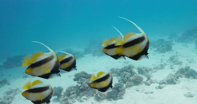 A small group of bannerfish floating in tropical water.