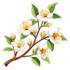 Apricot flowers stock photo