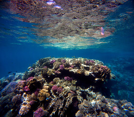 Underwater view of coral reef with fishes and corals in tropical sea