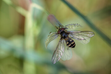Dipterous. Fly species photographed in their natural environment.