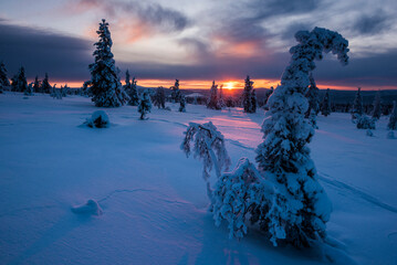 Beautiful winter wonderland landscape with snow covered trees and dramatic sunset, Lapland, Pallas-Y