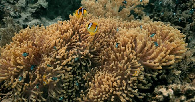 Colorful underwater scenery of clown anemonefish.
