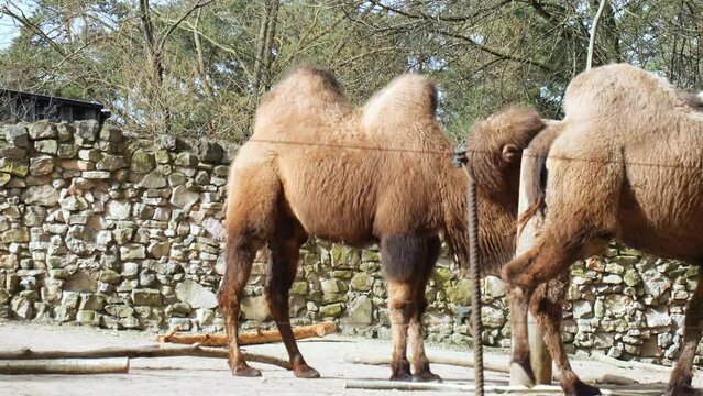 Two Bactrian camels as they amble through the zoo enclosure, their gentle demeanor captivating visitors. These magnificent creatures, known for their distinctive double humps camels gracefully move