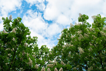 Fototapeta premium Chestnut tree with blooming white flowers against the sky.